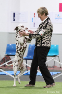 dalmation-989-507 dalmation-989-507